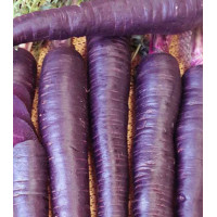 Морковь Пурпур F1