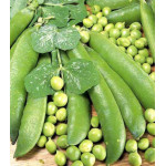 Горох Чудо-лопатка Горох Чудо-лопатка