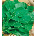 Индау (рукола) ку��ьтурная Итальянская Индау (рукола) ку��ьтурная Итальянская