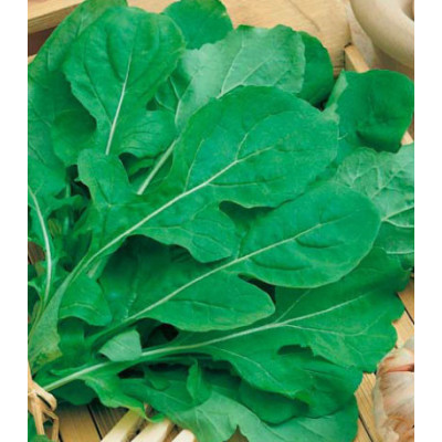 Индау (рукола) ку��ьтурная Итальянская