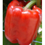 Перец сладкий Красный бык Перец сладкий Красный бык