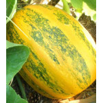 Тыква Дачная Тыква Дачная