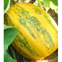 Тыква Дачная