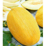 Дыня Сладкий ананас F1 Дыня Сладкий ананас F1
