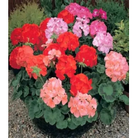 Герань гибридная Буллс Ай F1