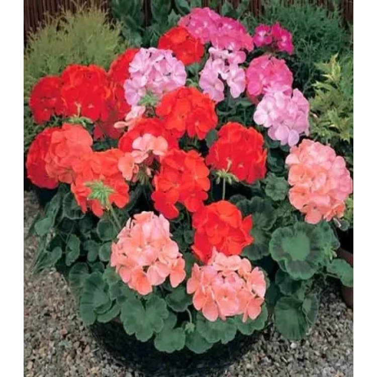 Герань гибридная Буллс Ай F1 Герань гибридная Буллс Ай F1