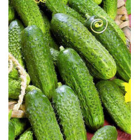 Огурец Реванш F1