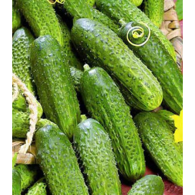 Огурец Реванш F1