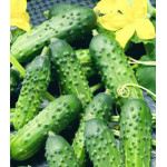 Огурец Алтайский корнишон Огурец Алтайский корнишон