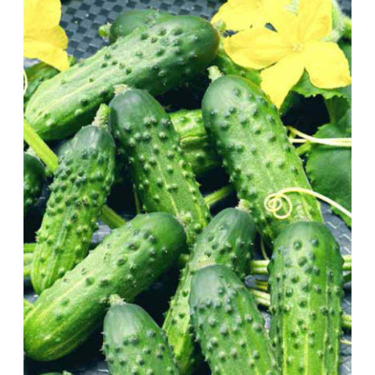 Огурец Алтайский корнишон Огурец Алтайский корнишон