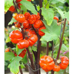 Паслен темноплодный Тыква на палочке Паслен темноплодный Тыква на палочке