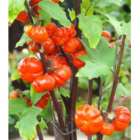 Паслен темноплодный Тыква на палочке