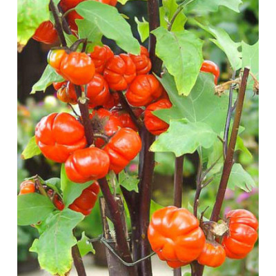 Паслен темноплодный Тыква на палочке