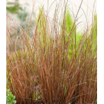Осока Красный петух Осока Красный петух