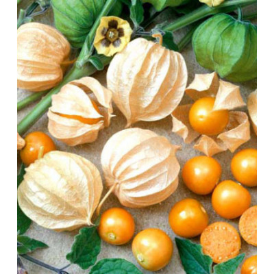 Физалис сахарный Изюмчик