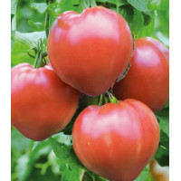 Томат Алтайская заря