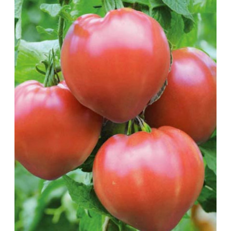 Томат Алтайская заря Томат Алтайская заря