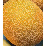 Дыня Алтайская Дыня Алтайская