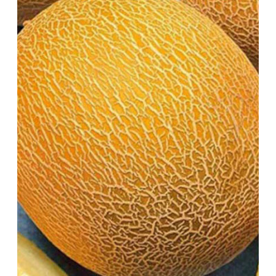 Дыня Алтайская