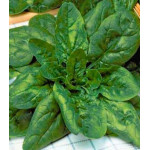 Шпинат Жирнолистный Шпинат Жирнолистный