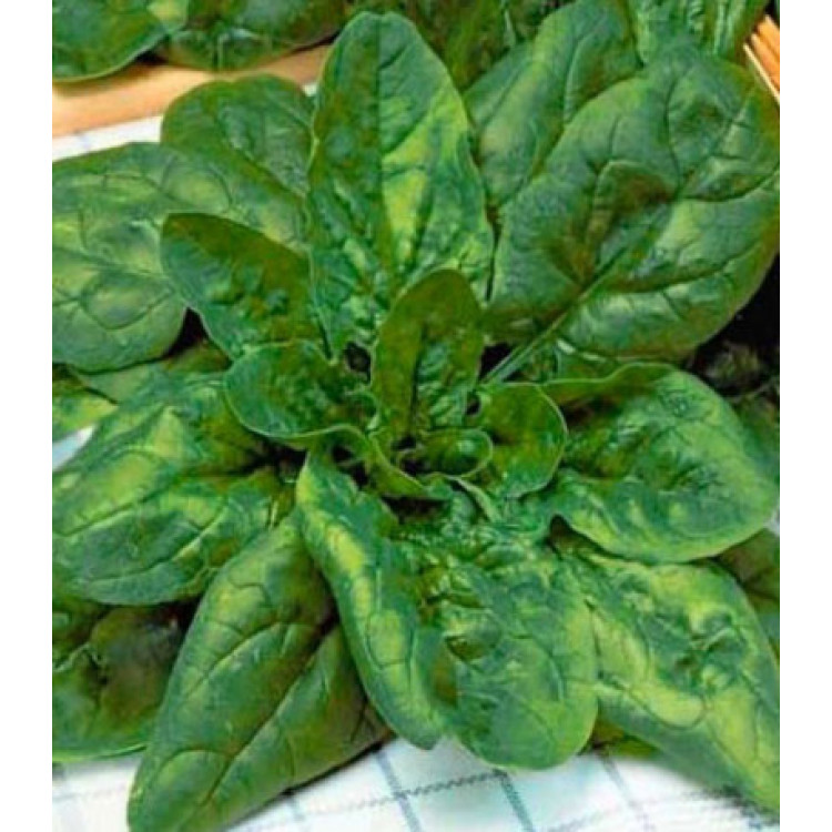 Шпинат Жирнолистный Шпинат Жирнолистный