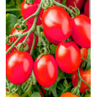 Томат Монисто розовое