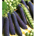 Горох сахарный Пурпурный король Горох сахарный Пурпурный король