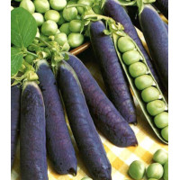 Горох сахарный Пурпурный король