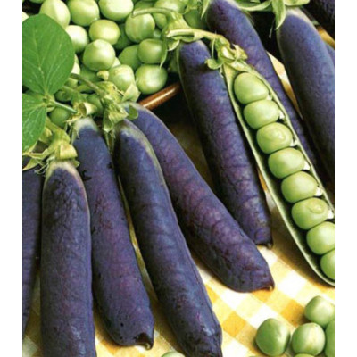 Горох сахарный Пурпурный король