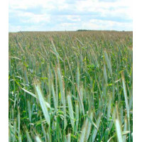 Рожь озимая