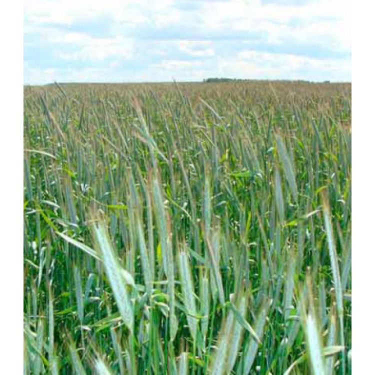 Рожь озимая Рожь озимая