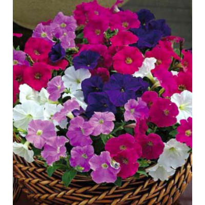 Петуния миллифлора Пикобелла F1