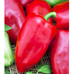 Перец сладкий Первенец Романцова Перец сладкий Первенец Романцова
