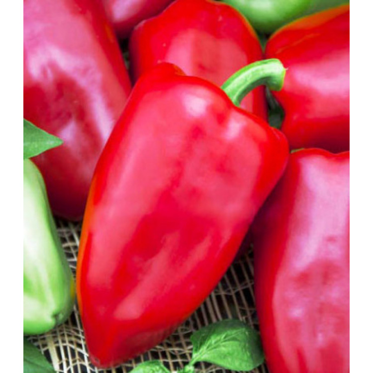 Перец сладкий Первенец Романцова Перец сладкий Первенец Романцова