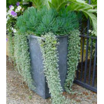 Дихондра Серебристый водопад Дихондра Серебристый водопад