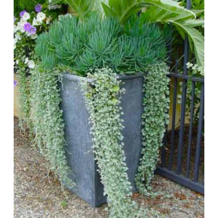 Дихондра Серебристый водопад Дихондра Серебристый водопад