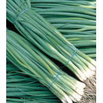 Лук на зелень Шашлычный Лук на зелень Шашлычный