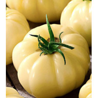 Томат Сахар белый