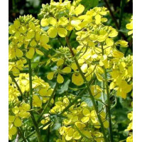 Горчица белая