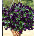 Виола ампельная Водопад черный F1 Виола ампельная Водопад черный F1