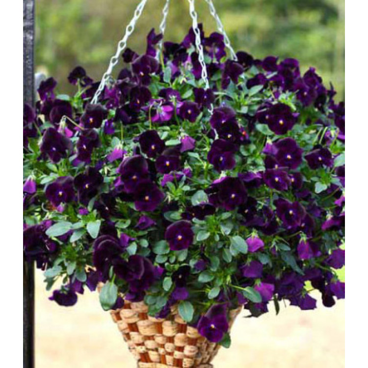 Виола ампельная Водопад черный F1 Виола ампельная Водопад черный F1