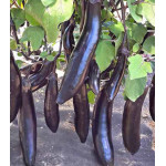 Баклажан Сибирский принц Баклажан Сибирский принц