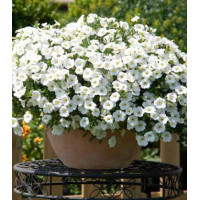 Калибрахоа ампельная Белый шелк