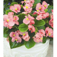Бегония вечноцветущая Амбассадор Пинк F1