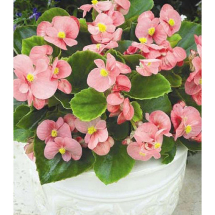Бегония вечноцветущая Амбассадор Пинк F1 Бегония вечноцветущая Амбассадор Пинк F1