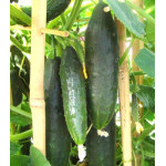 Огурец Патио F1 Огурец Патио F1