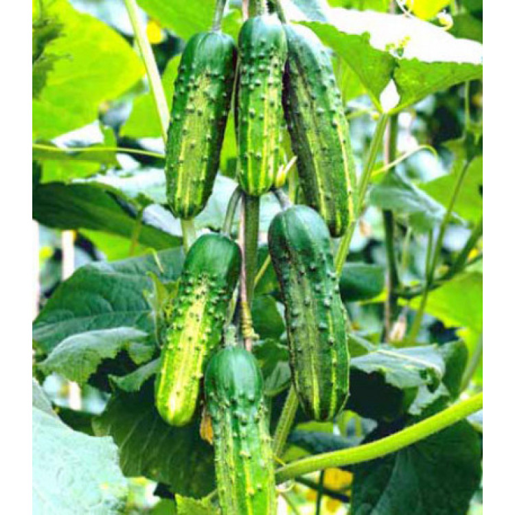 Огурец Атлет F1 Огурец Атлет F1