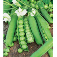 Горох Русский великан