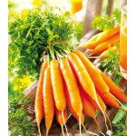 Морковь сахарная Лакомка F1 Морковь сахарная Лакомка F1