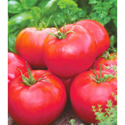 Томат Сибирское яблоко